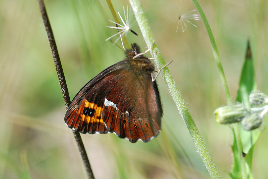 erebia medusa?